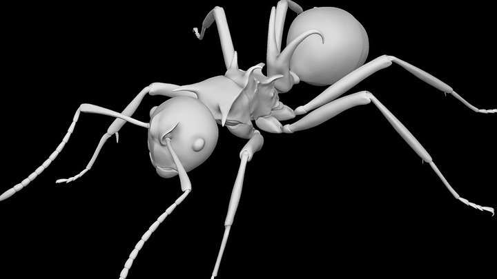 Polyrhachis Lamellidens