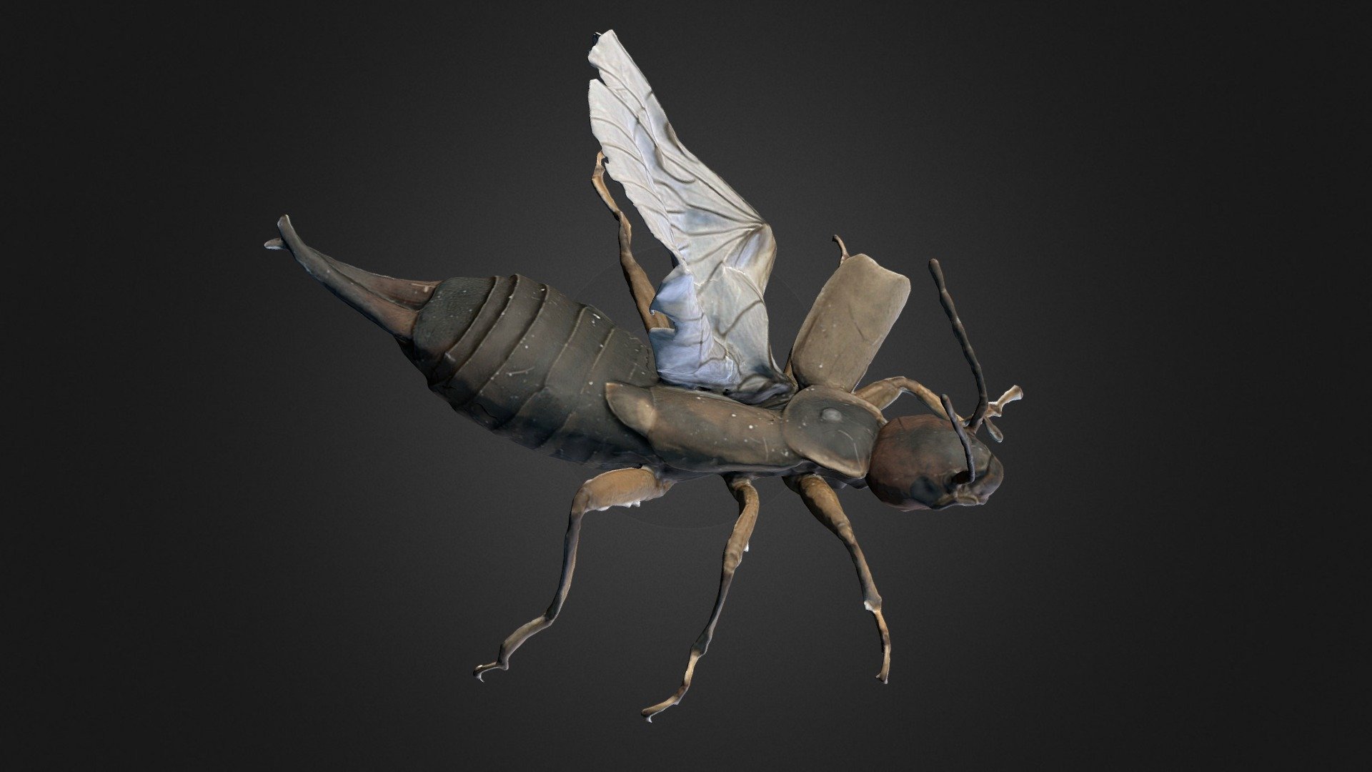 Forficula auricularia — Sketchfab embed 3D viewer