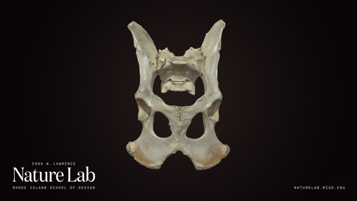 Domestic Dog Pelvis