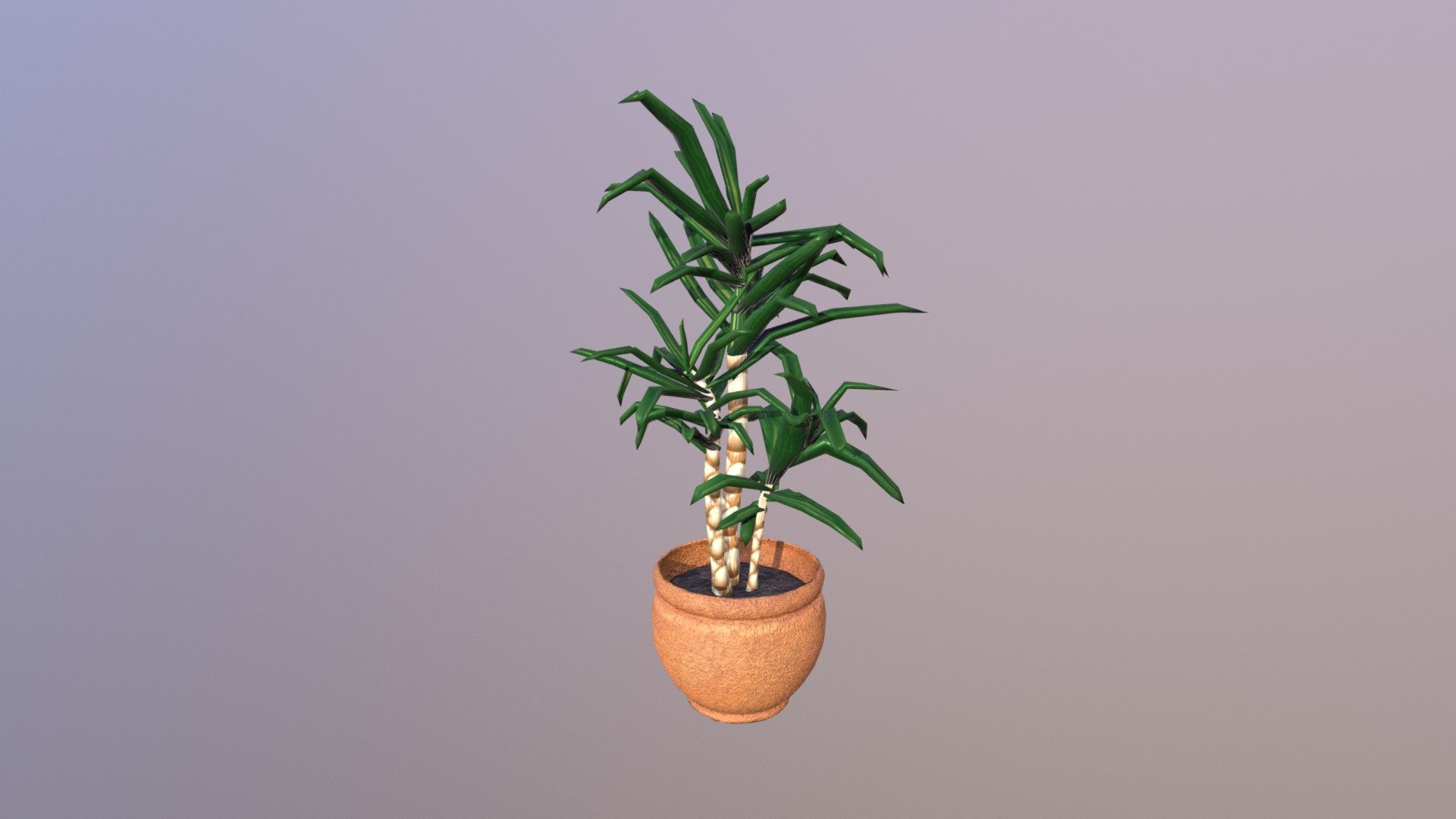 Pot plant - Dracena