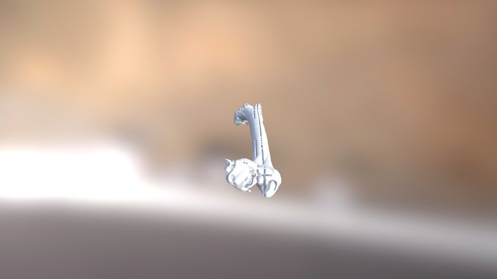 RIGHT FEMUR 3D Model