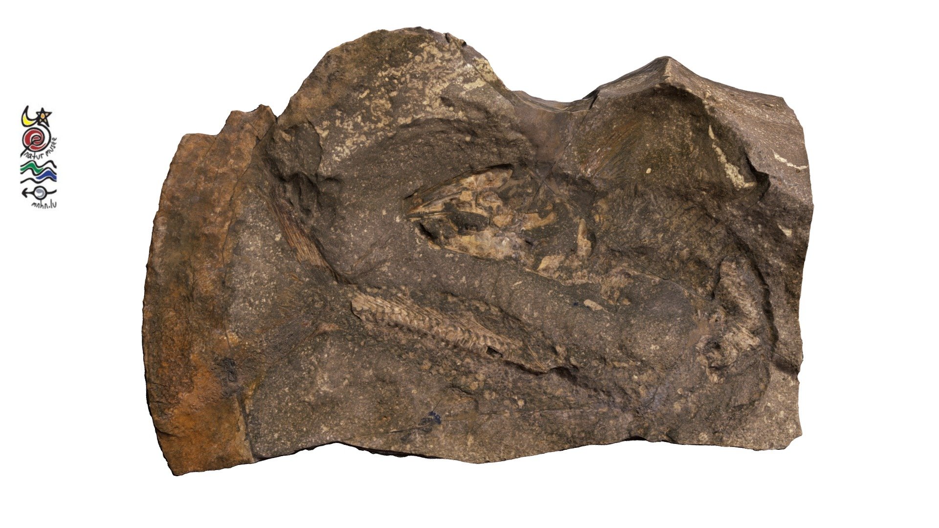 Haasichthys michelsi TU228a