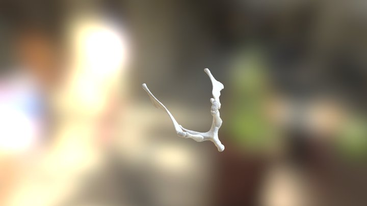Equine hyoid apparatus 3D Model