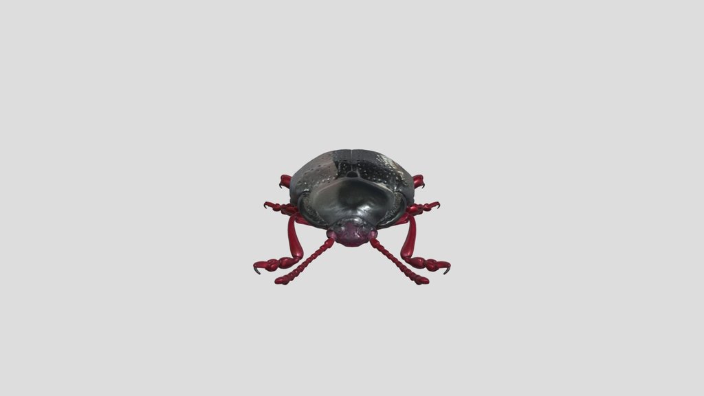Chrysolina bankii