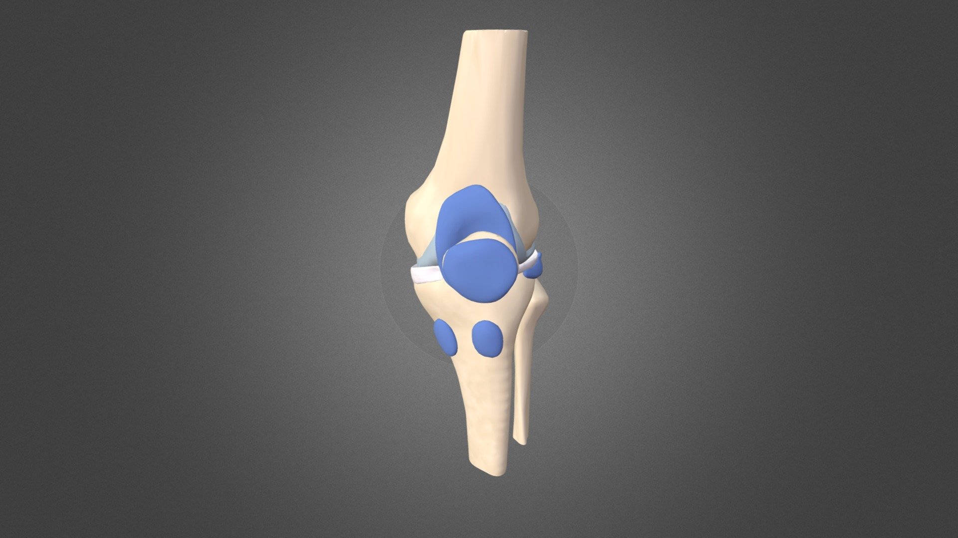 Knee anatomy: bursae - 3D model by University of Dundee, CAHID ...