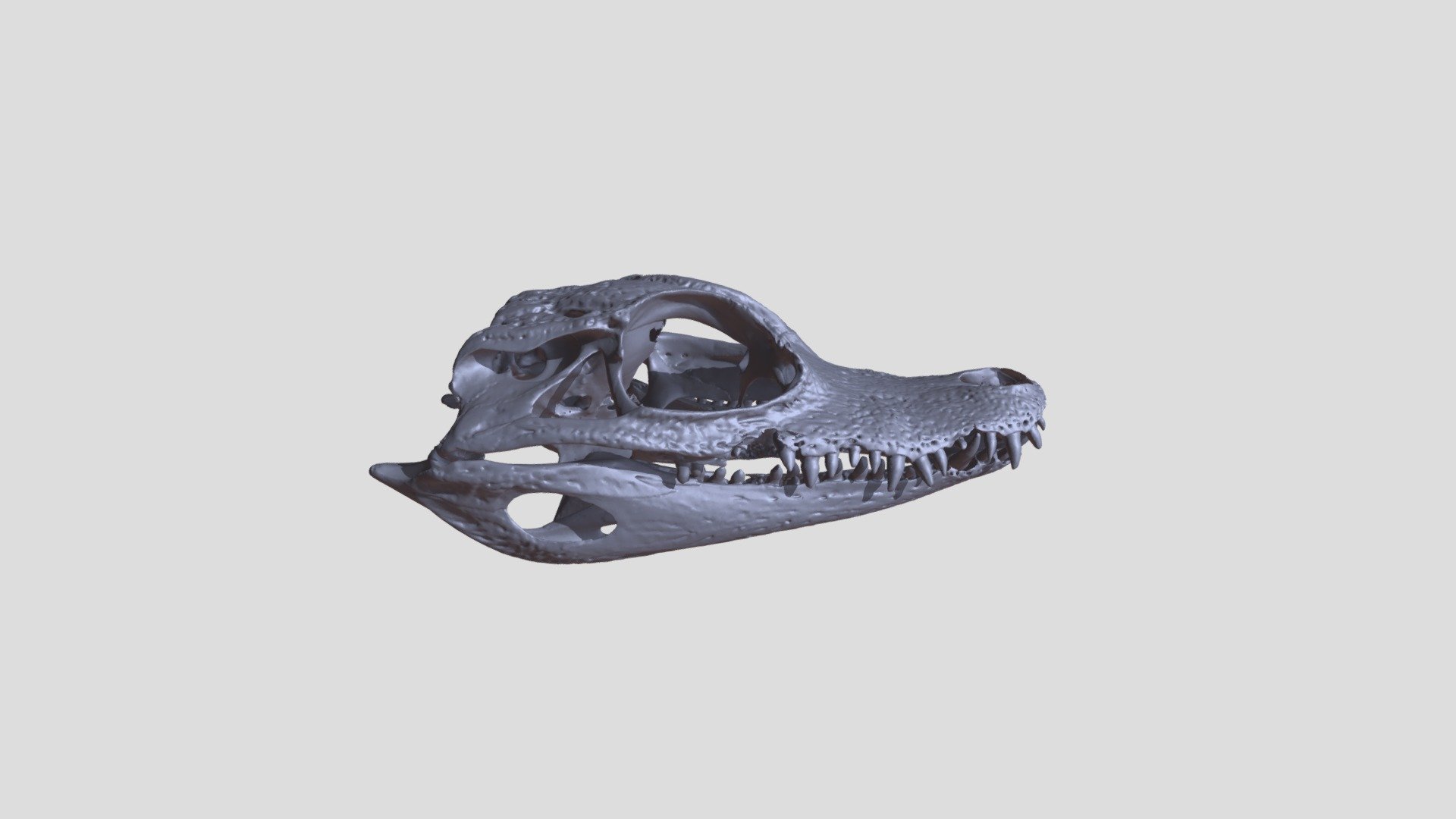Skull of Caiman crocodilus (spectacled caiman) Download Free 3D model