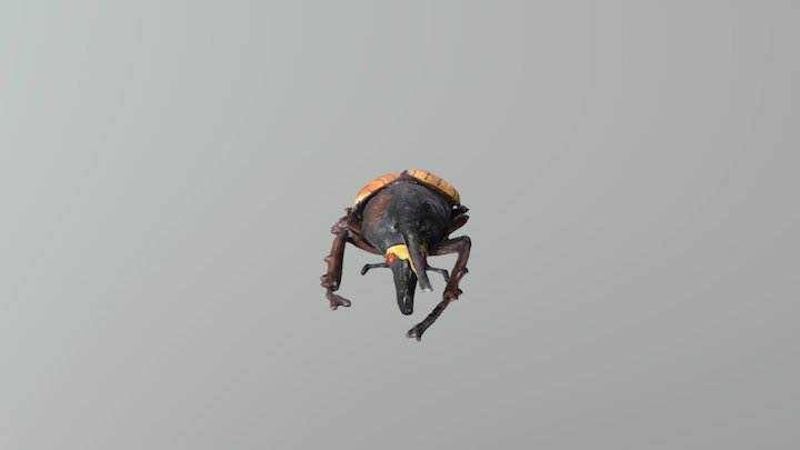 甲虫 3D Model