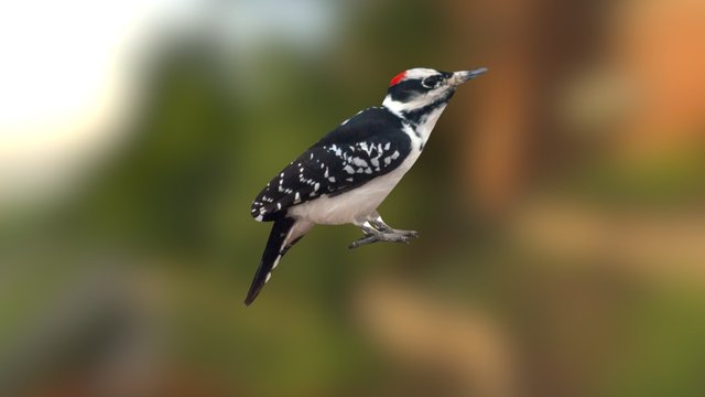 Hairy Woodpecker (Leuconotopicus villosus) 3D Model