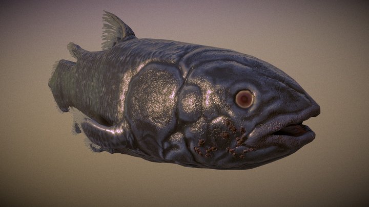 Coelacanth 3D Model $5 - .3ds .fbx .ma .max .obj - Free3D