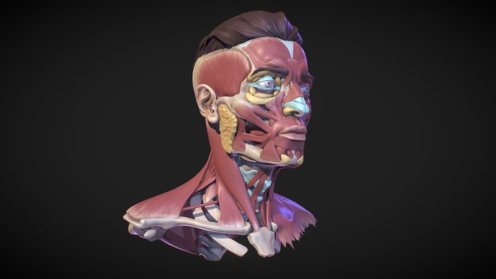 Ecorche Facial anatomy 3D Model