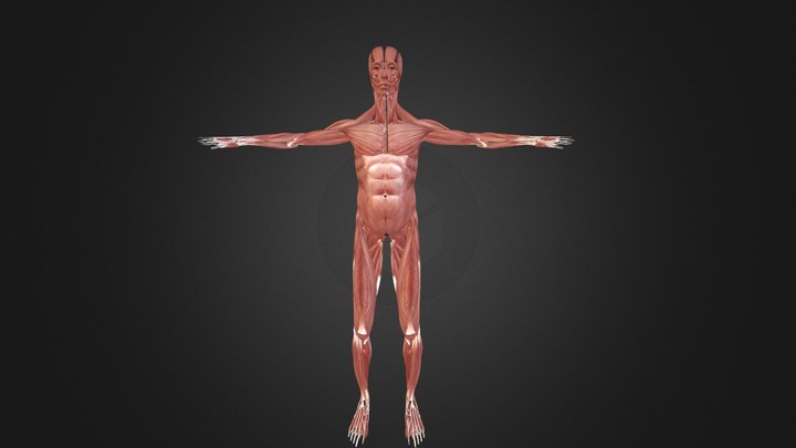 Muscular System 3D Model