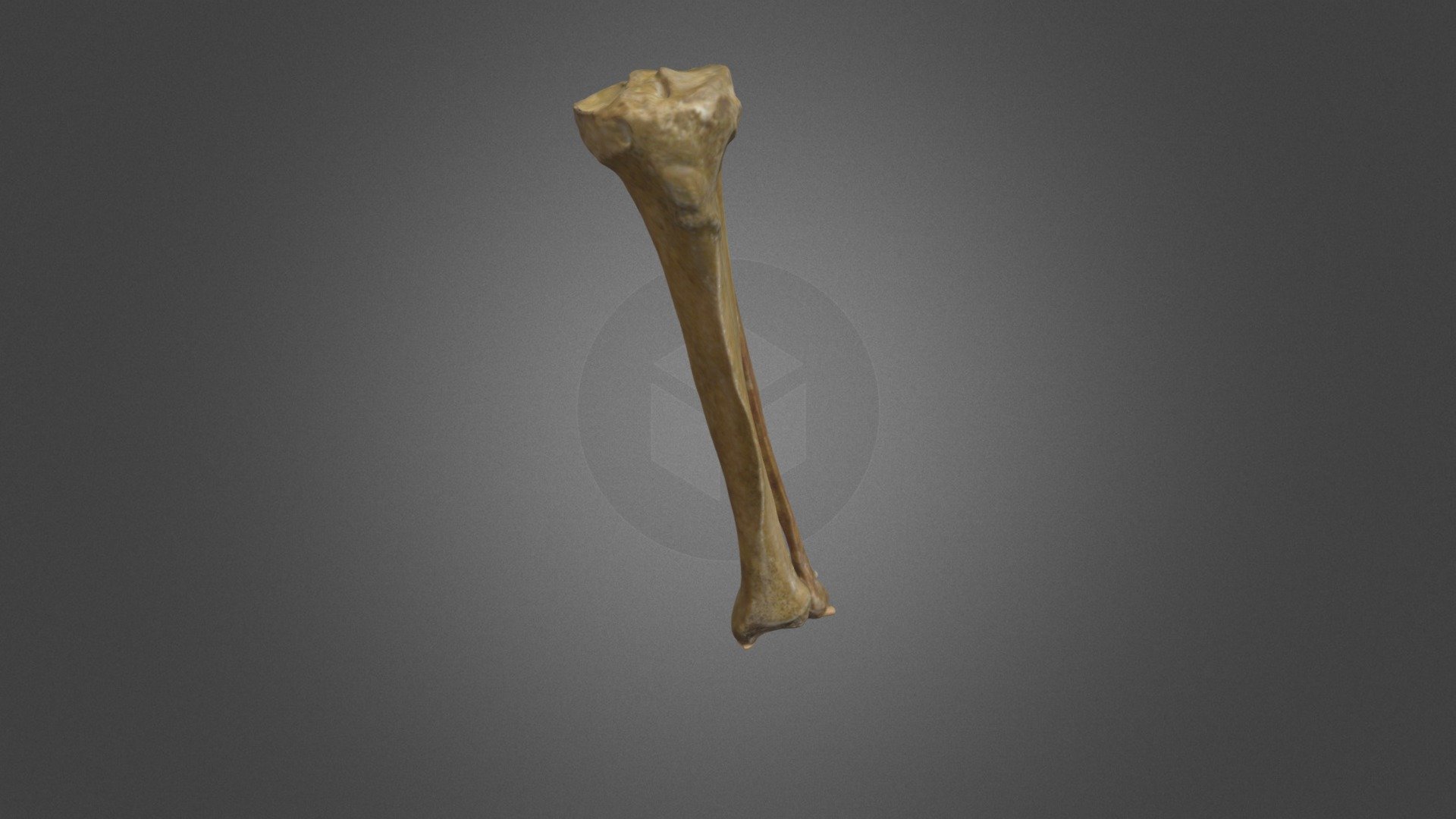 Tibia y Fíbula - 3D model by morfofuncion_udp [c23cc6d] - Sketchfab