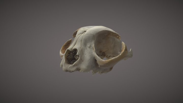 Cráneo Gato / Cat skull 3D Model
