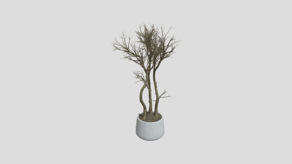 Potted Olive Tree