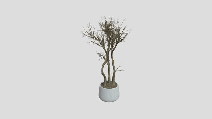 Potted Olive Tree – Modello 3D gratuito STL