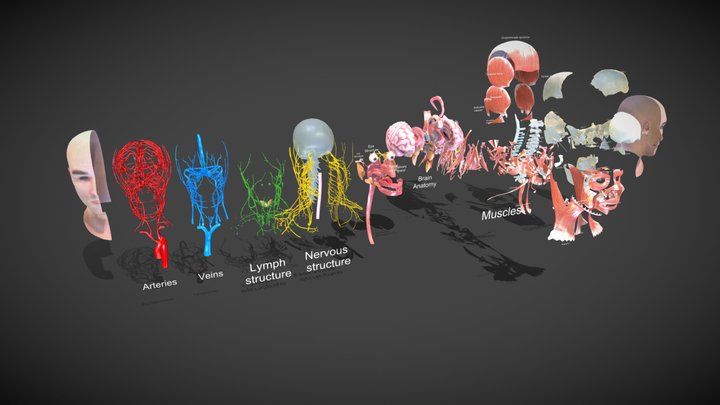 Complete Human Head Anatomy 3D Model