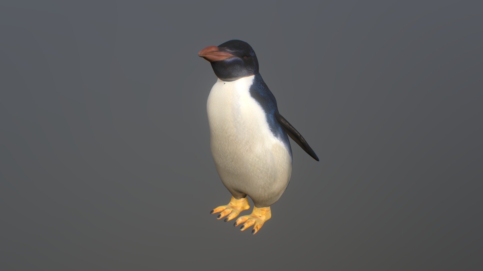 pingüino rockhopper