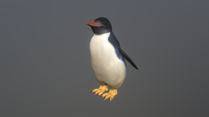 pingüino rockhopper 3D Model