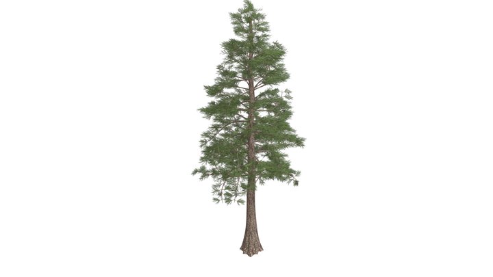 Western Red Cedar Tree #08 3D Model