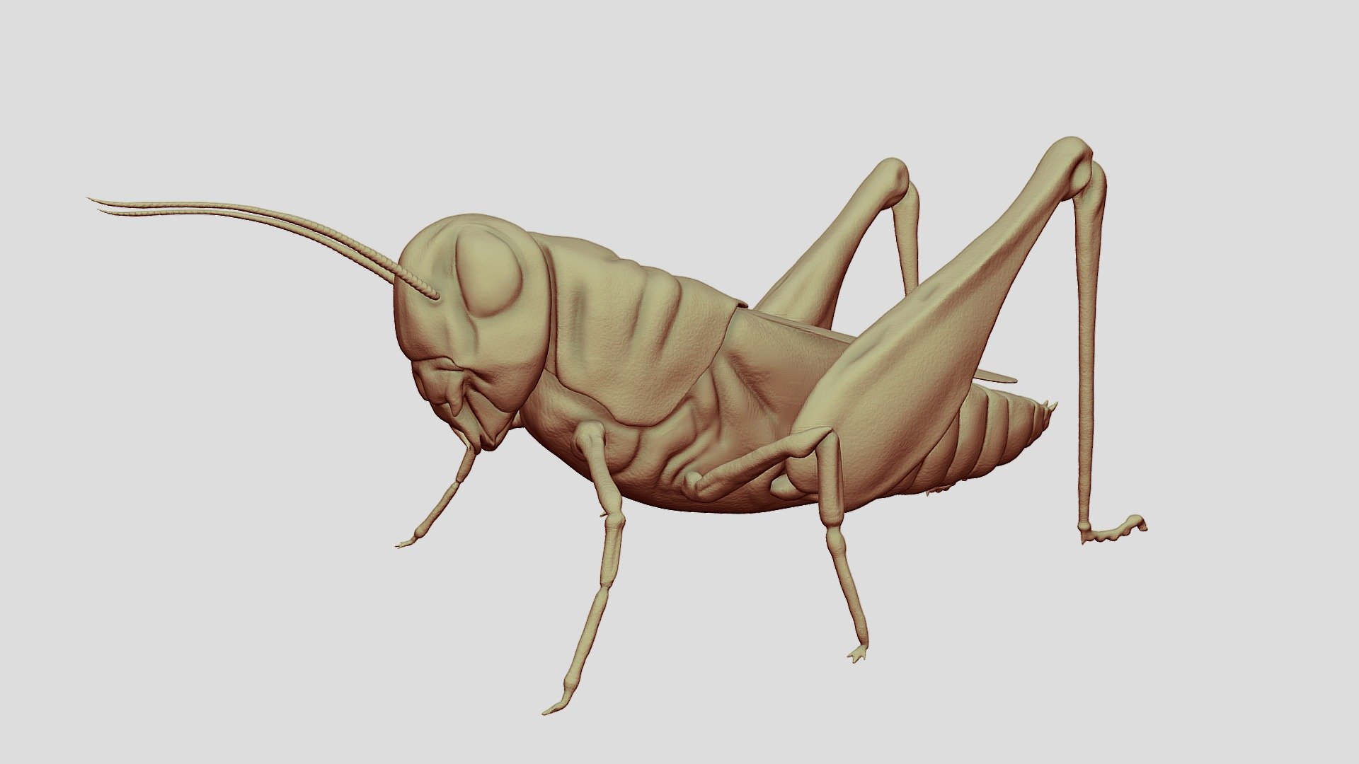 Grasshopper / Cricket Sculpt