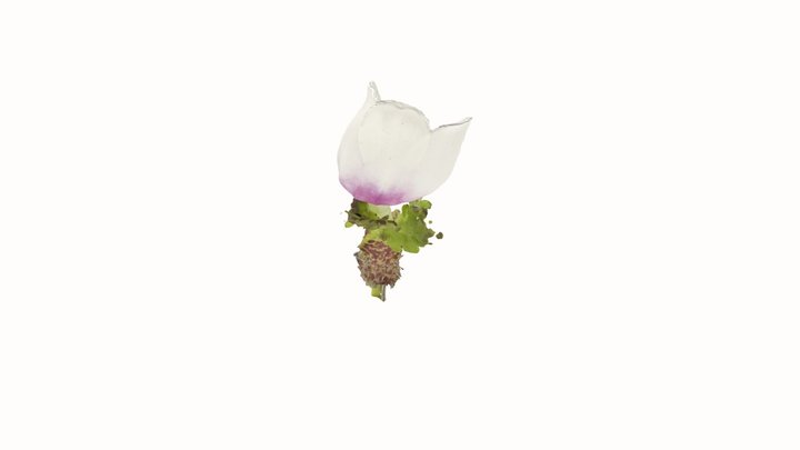 (downloadable) P. fletcheri 3D Model