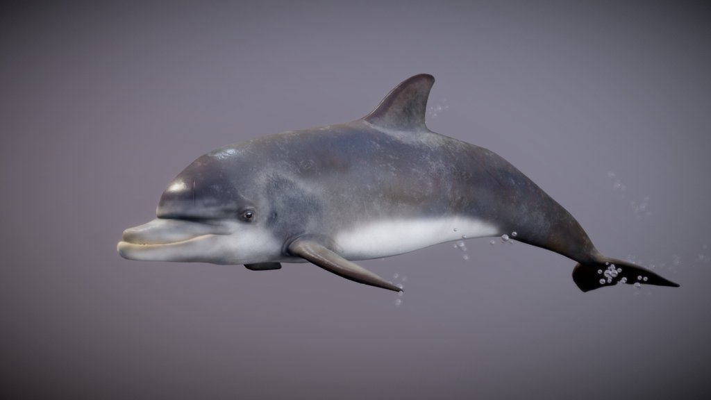 Dolphin