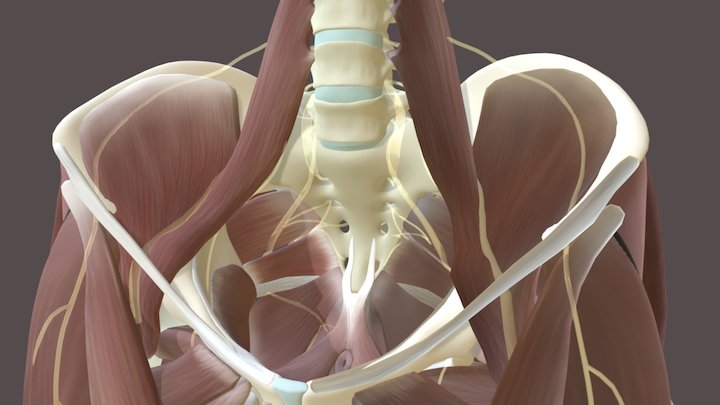 Pelvic & Upper Thigh Anatomy 3D Model