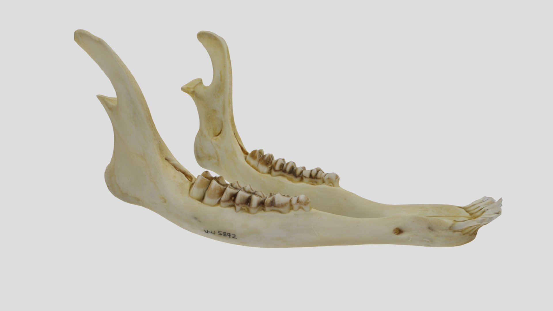 Uwymv:5892, Odocoileus Hemionus, Mandible - Download Free 3d Model By 