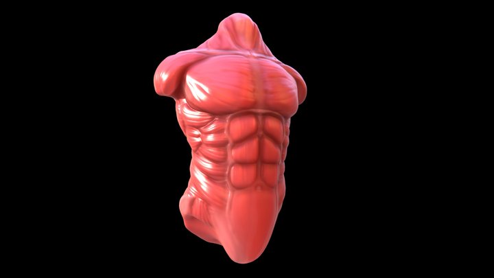 Quick Torso Muscle Study 3D Model