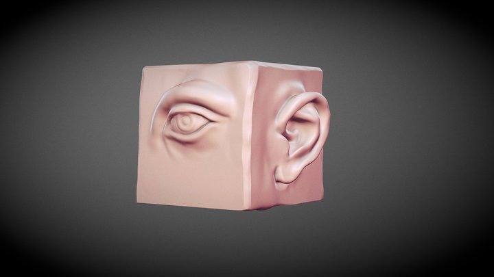 Facial Anatomy Practice [Highpoly] 3D Model