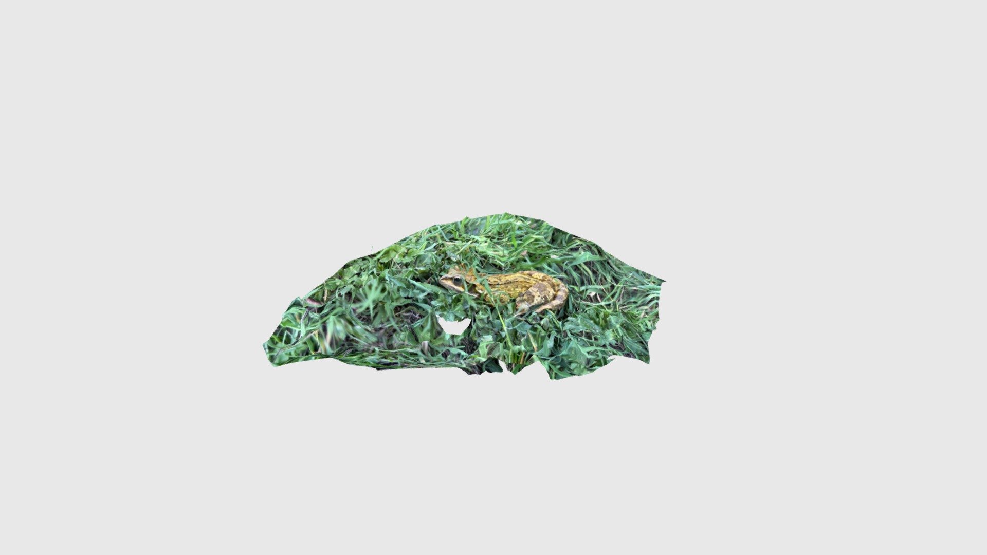 Frog