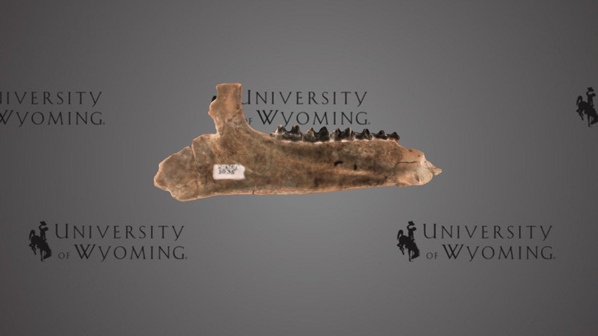 UW 3035, B - Hyrachyus sp., Lower Jaw