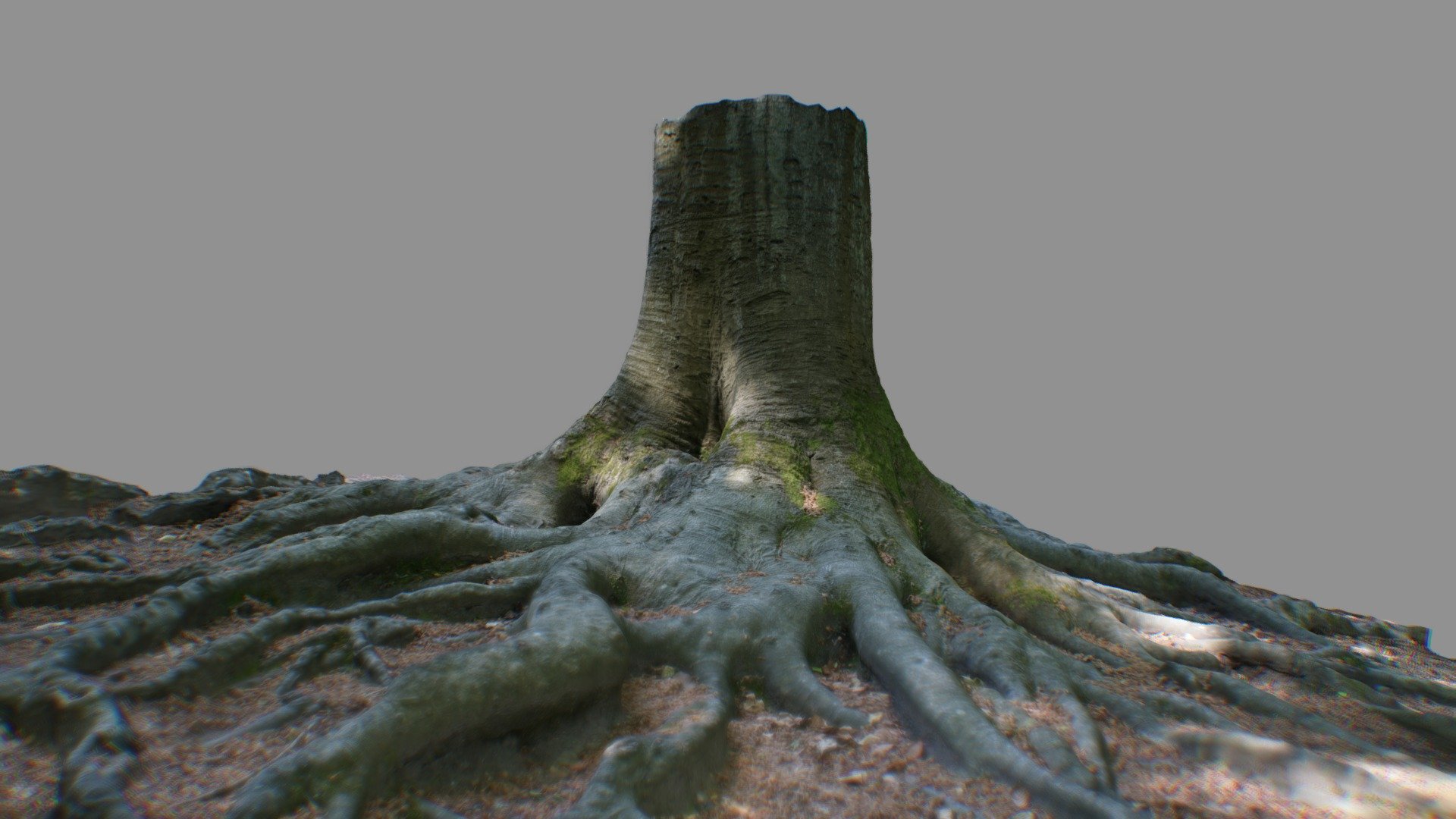 Woodland Tree Roots Download Free 3D model by stuff scanner (boypuff