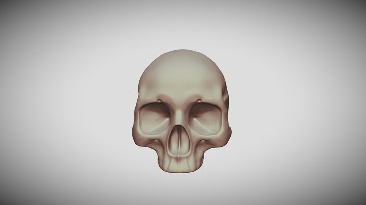 Skull 3D Model
