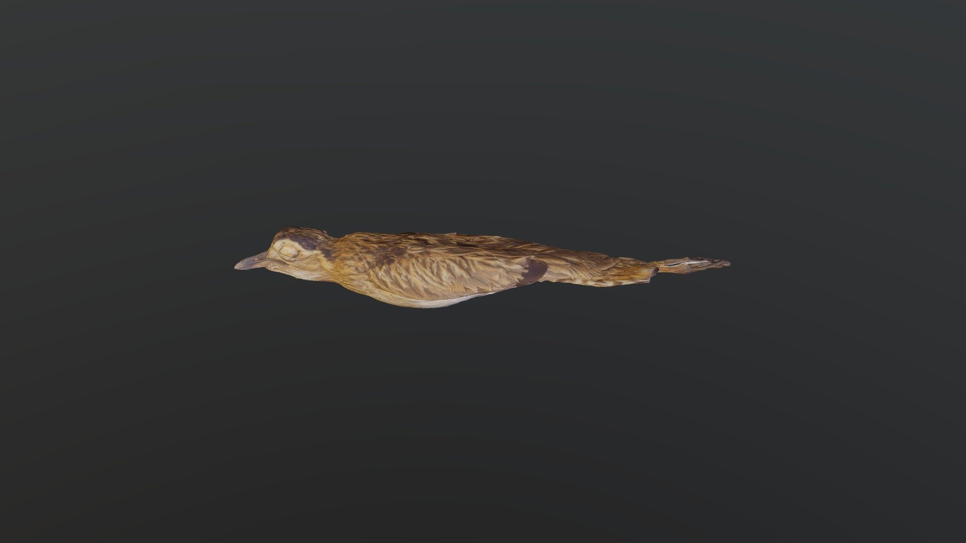 Double-striped Thick-knee - 	Burhinus bistriatus