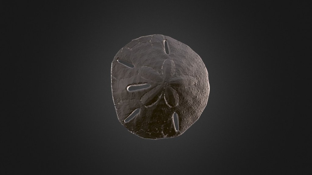Sand Dollar skeleton or 'test'. - 3D model by JohnstonLab [c25f6d2 ...