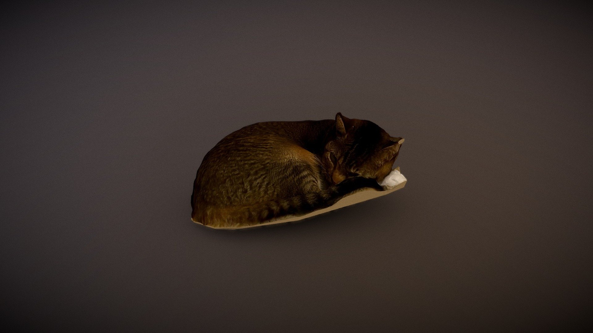 Dasiy the cat