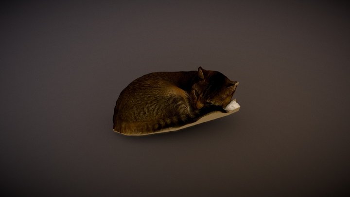 Dasiy the cat 3D Model