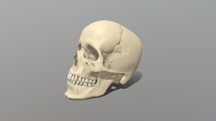 HumanSkull 3D Model