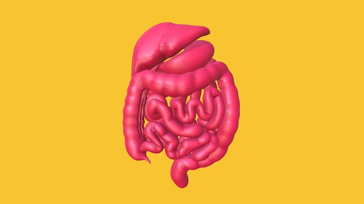 Human digestive system 3D Model