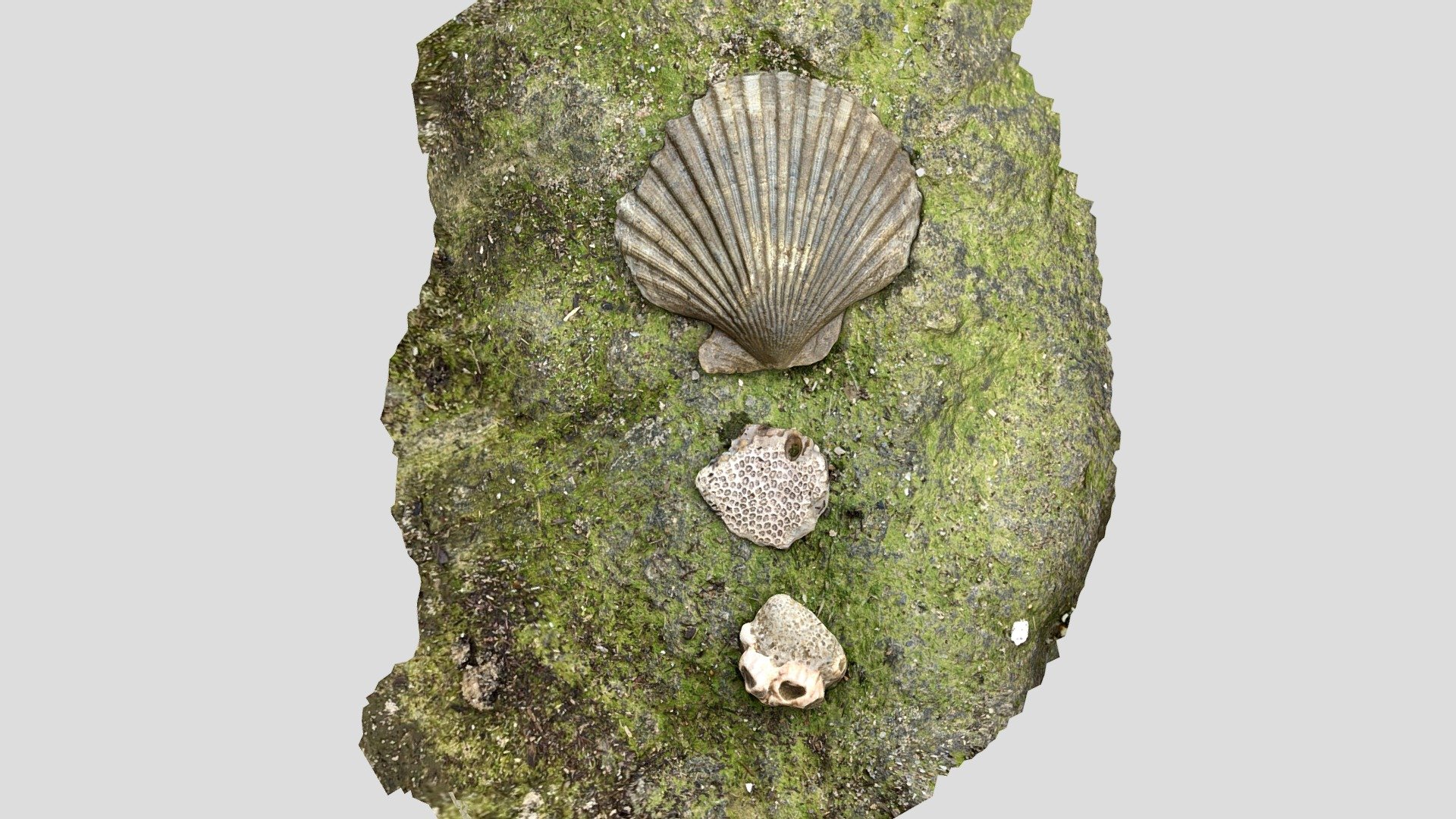 Shells from Chippokes