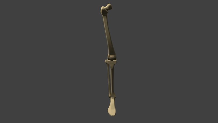 Simplified Osteology of the Leg 3D Model