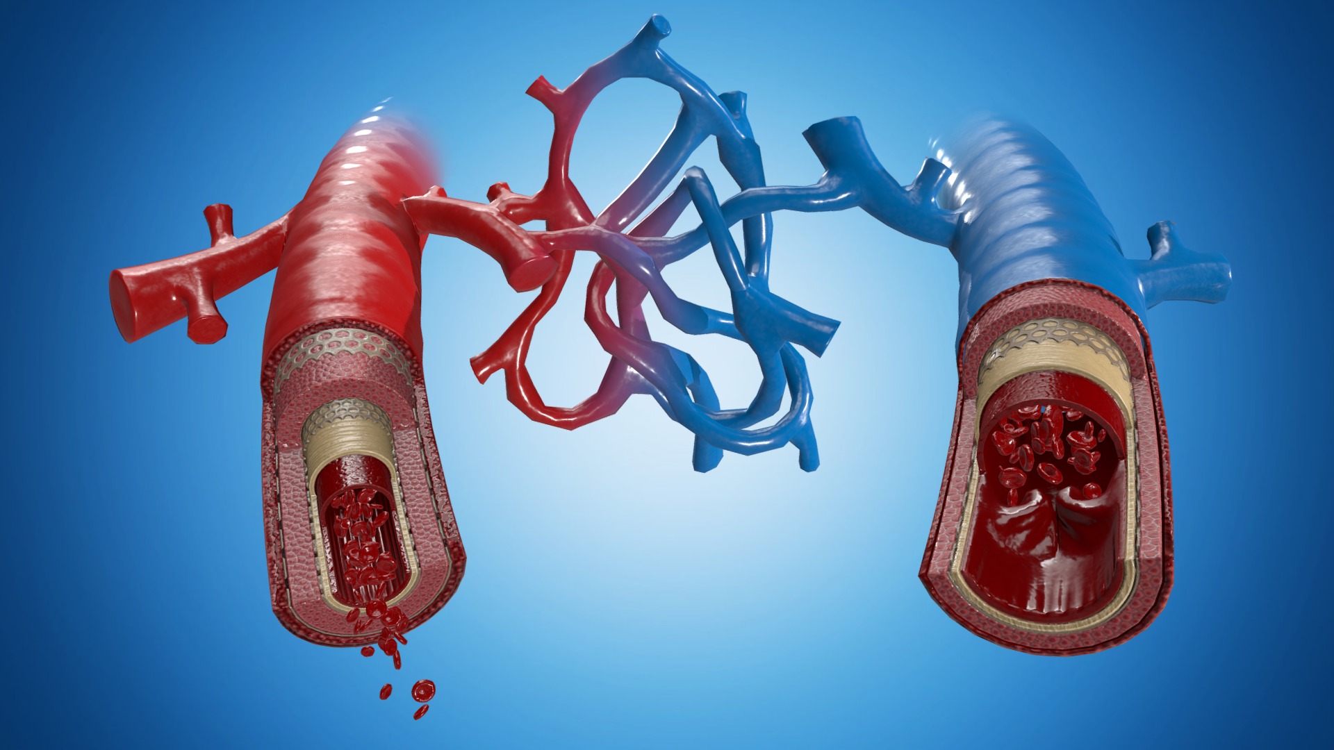 3D model Medical view – Vein + Artery - This is a 3D model of the Medical view - Vein + Artery. The 3D model is about a red and blue robot.