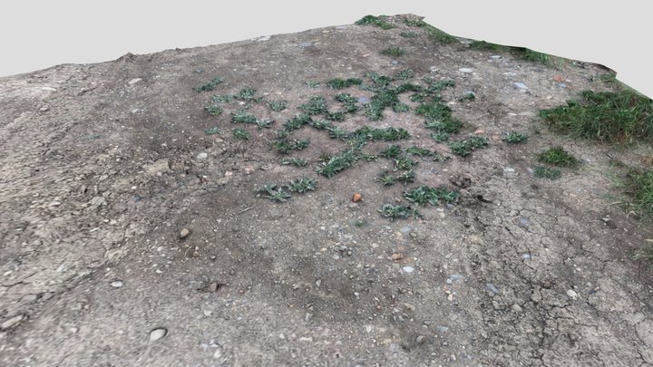 Ground vegetation – Modello 3D gratuito STL