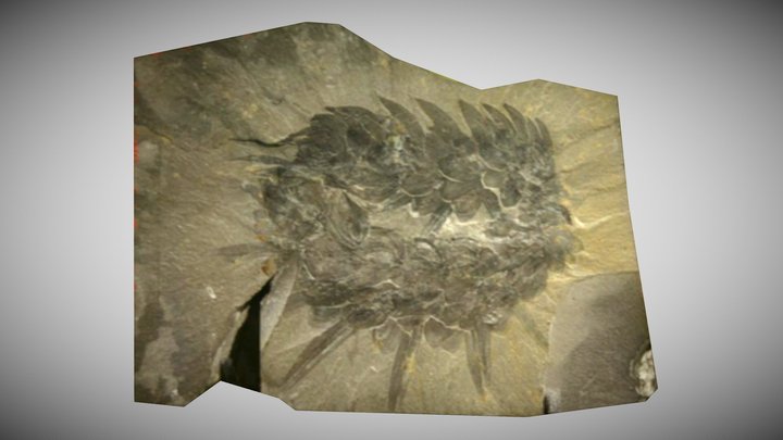 Wiwaxia corrugata Fossil – Kostenloses 3D-Modell STL