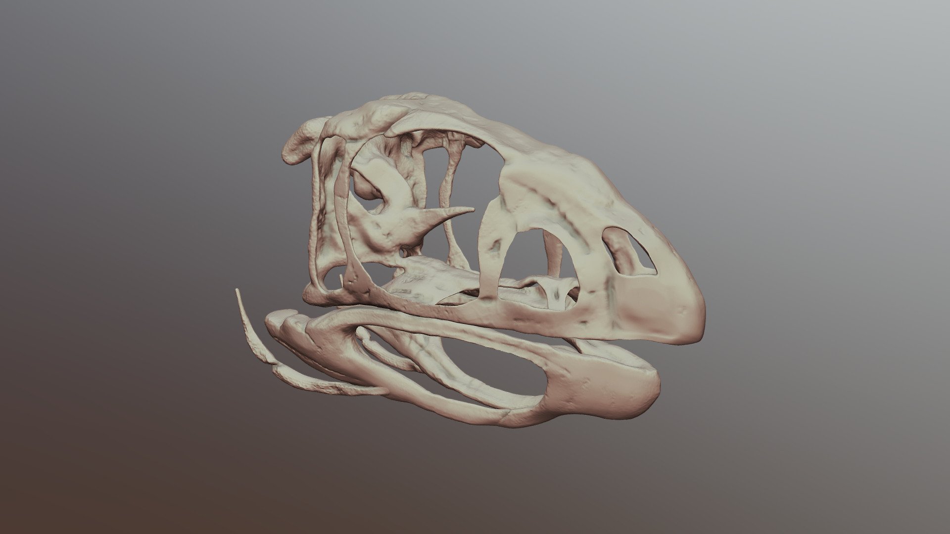 Berthasaura leopoldinae Skull 3D model by bushellart [c2781c9