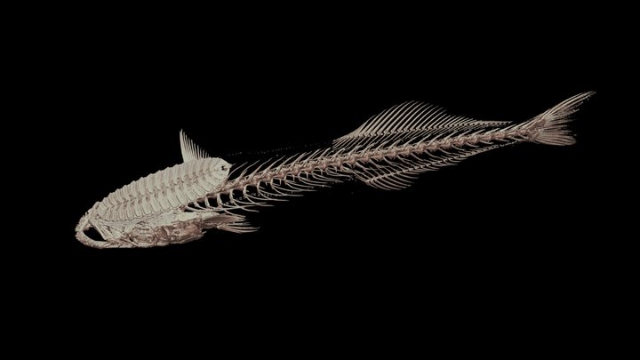 Osteichthyes 3D models - Sketchfab