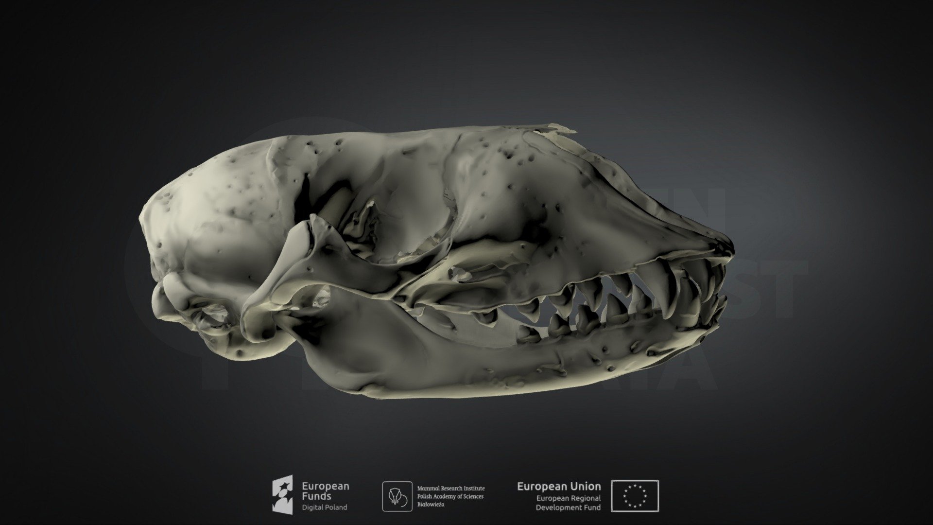 Halichoerus Grypus (Grey Seal) (Szarytka Morska) - Download Free 3D ...