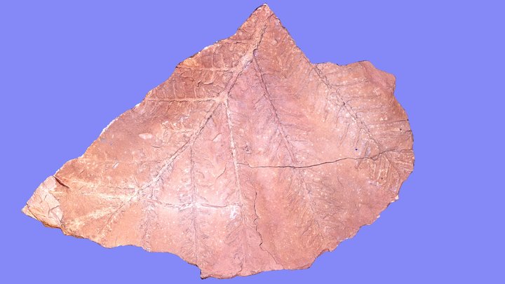 Seed fern – Free 3D Model STL