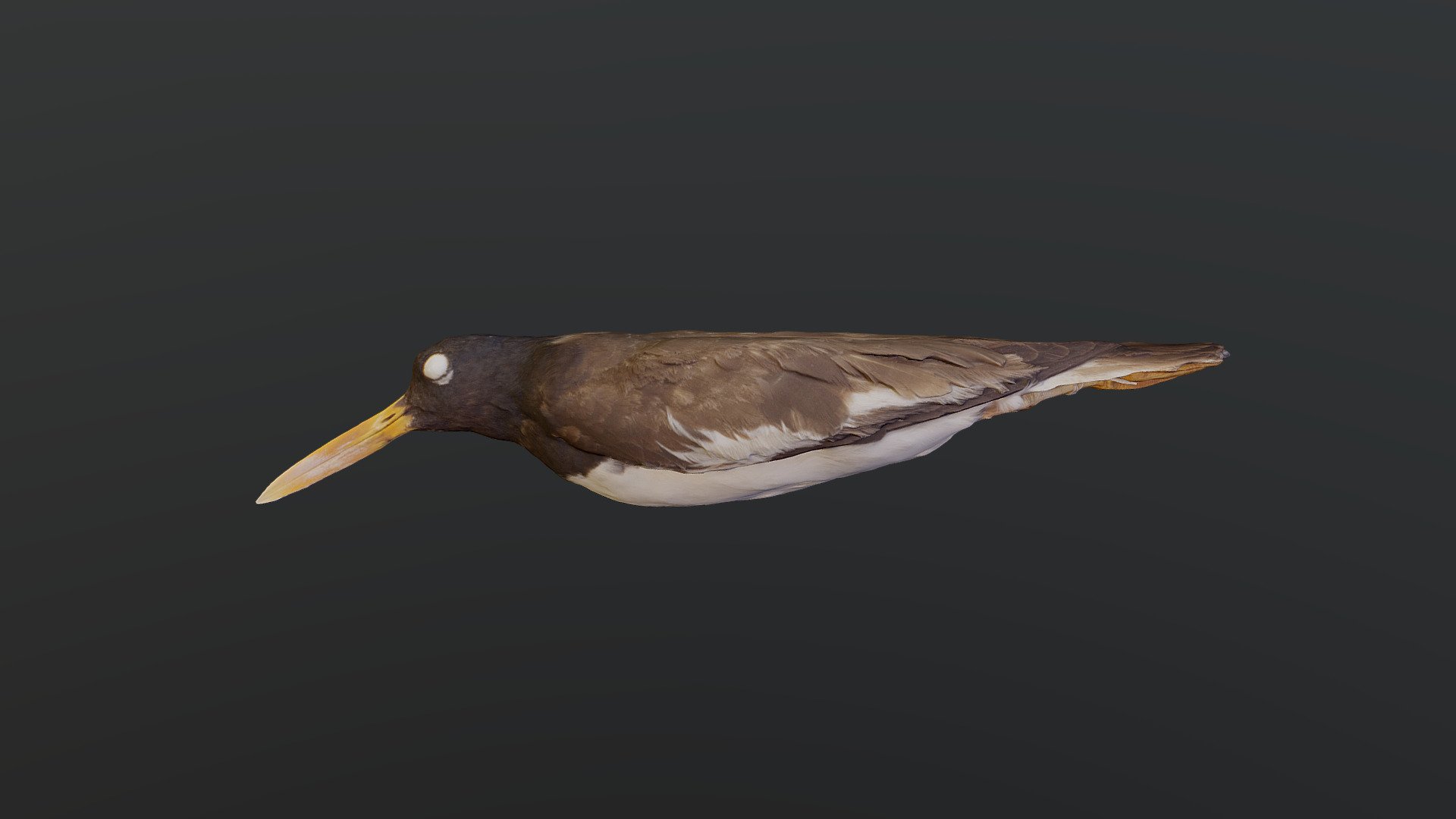 American Oystercatcher - Haematopus palliatus